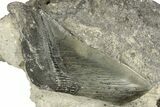 Three Partial, Fossil Megalodon Teeth In Rock - South Carolina #227419-3